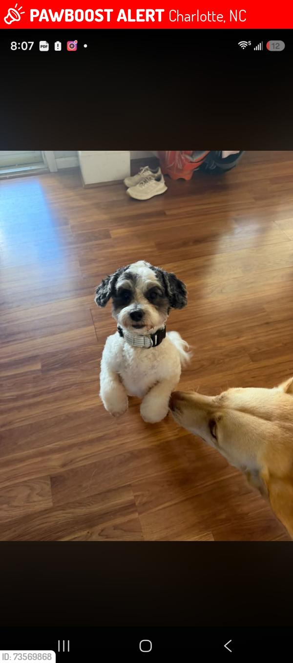 Lost Male Dog last seen Stowe creek neighborhood, Charlotte, NC 28278
