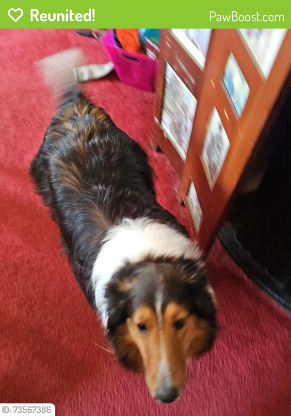 Reunited Male Dog last seen Military hwy, Chesapeake, VA 23320