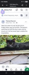 Lost Male Cat last seen Bexley, South Euclid, OH 44121
