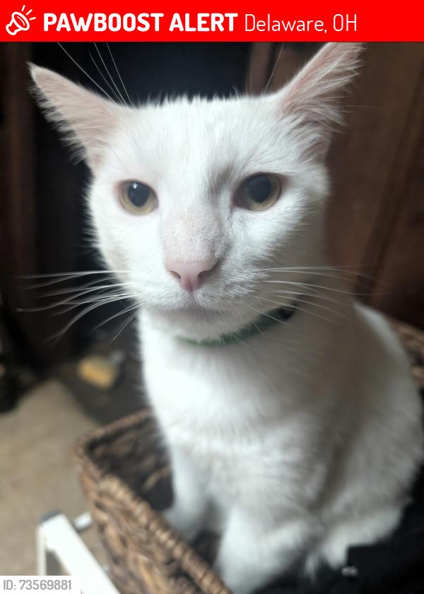 Lost Male Cat last seen Near -4920 StRt 257, Delaware, OH 43015