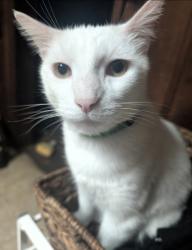 Lost Male Cat last seen Near -4920 StRt 257, Delaware, OH 43015