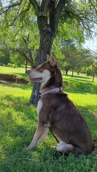 Lost Female Dog last seen Great Western Hotel (Blue Mound Rd), Blue Mound, TX 76131