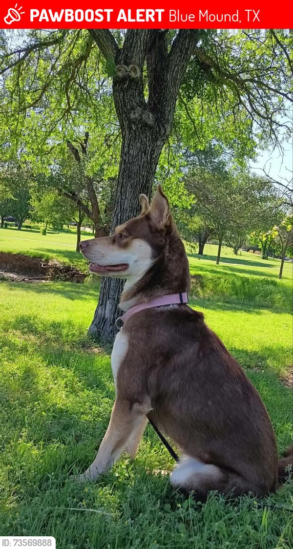 Lost Female Dog last seen Great Western Hotel (Blue Mound Rd), Blue Mound, TX 76131