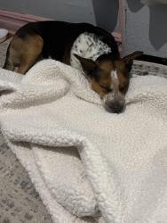 Lost Male Dog last seen my brother had lost the dog he was near prospect in park slope and somebody found him, Brooklyn, NY 11215