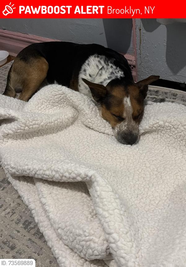 Lost Male Dog last seen my brother had lost the dog he was near prospect in park slope and somebody found him, Brooklyn, NY 11215