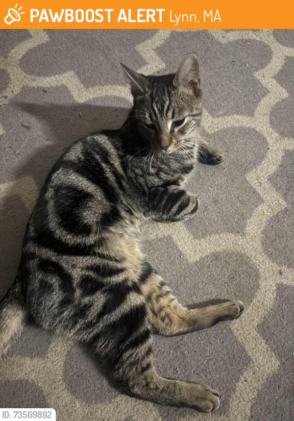 Found/Stray Male Cat last seen Bethany Church, Lynn, MA 01902
