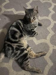 Found/Stray Male Cat last seen Bethany Church, Lynn, MA 01902