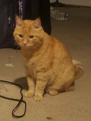 Reunited Male Cat last seen Pineview Dr, Whitehall, OH 43213