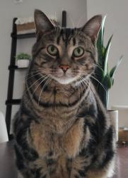 Reunited Male Cat last seen SOUTHDALE RD W & RALEIGH, London, ON 