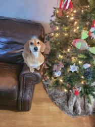 Reunited Male Dog last seen Hanley street and jewel avenue, Deltona, FL 32738