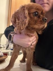 Reunited Male Dog last seen 18th Street NW, Washington, DC 20010