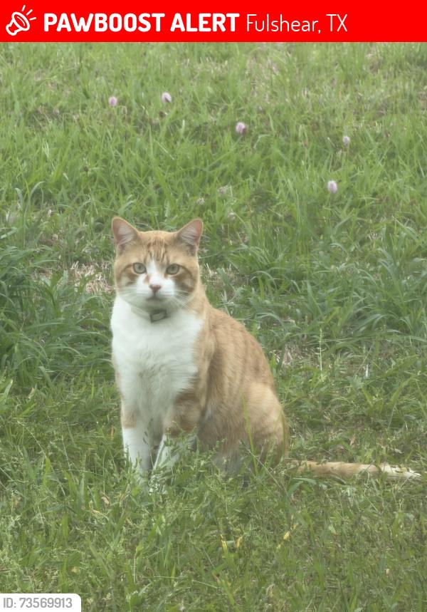 Lost Male Cat last seen Franz Farm, Fulshear, TX 77494