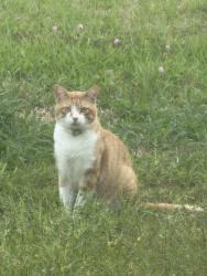 Lost Male Cat last seen Franz Farm, Fulshear, TX 77494