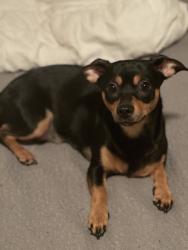 Lost Female Dog last seen 7/11 gas station, Houston, TX 77066