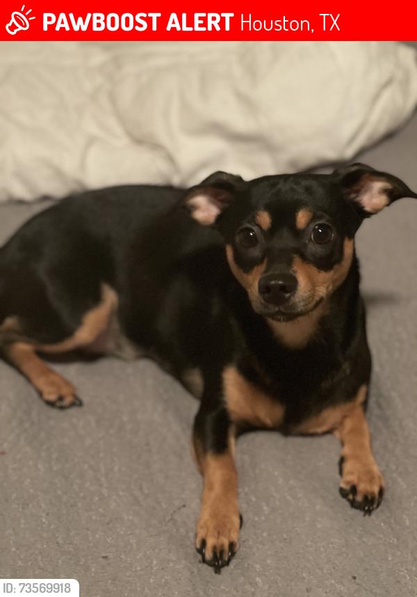 Lost Female Dog last seen 7/11 gas station, Houston, TX 77066
