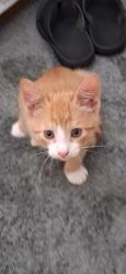 Reunited Male Cat last seen Seaton rd, lawn st, courtland av, Stamford, CT 06902