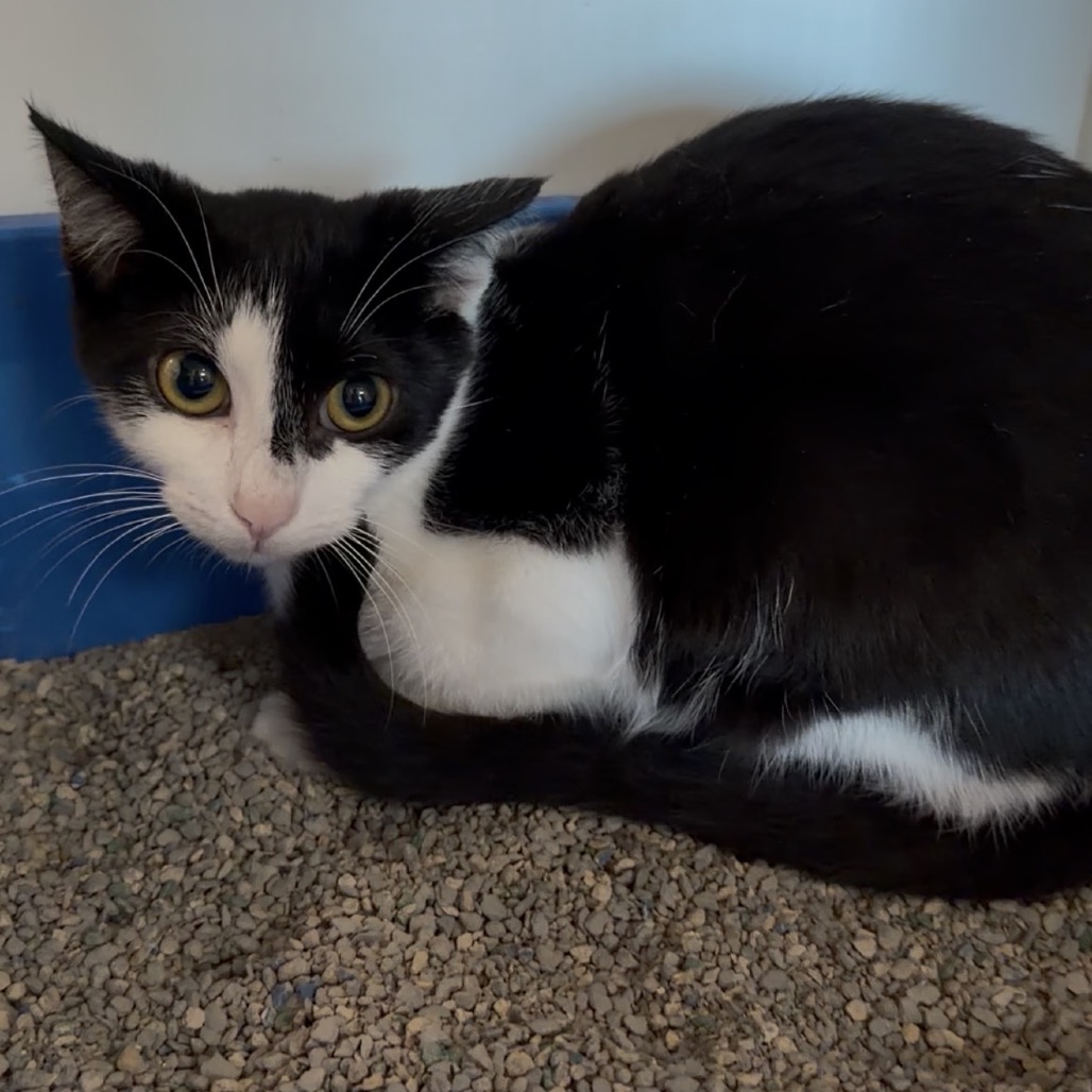 Shelter Stray Male Cat last seen , 21800 Central Ave, Matteson, IL 60443, USA