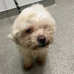 Shelter Stray Female Dog last seen , 21800 Central Ave, Matteson, IL 60443, USA