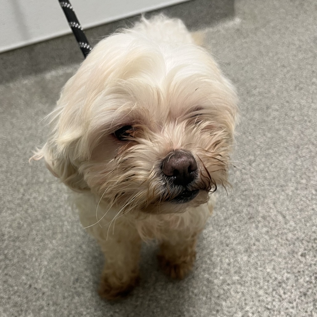Shelter Stray Female Dog last seen , 21800 Central Ave, Matteson, IL 60443, USA