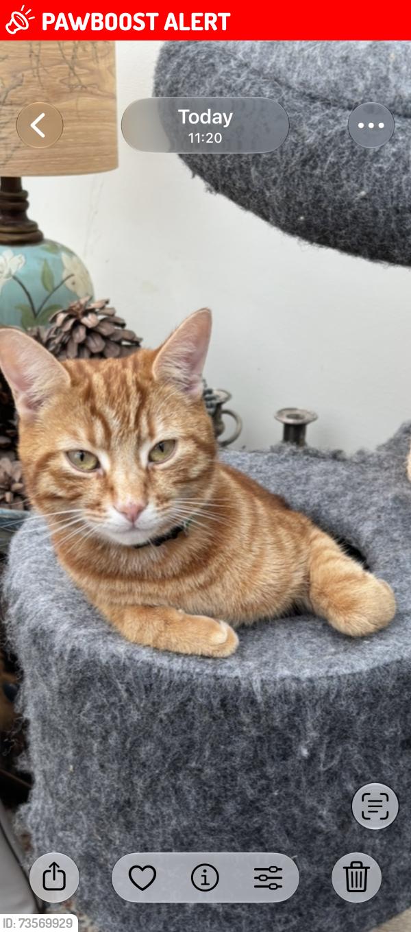 Lost Male Cat last seen LambsLane, Spencers Wood, England 