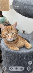 Lost Male Cat last seen LambsLane, Spencers Wood, England 