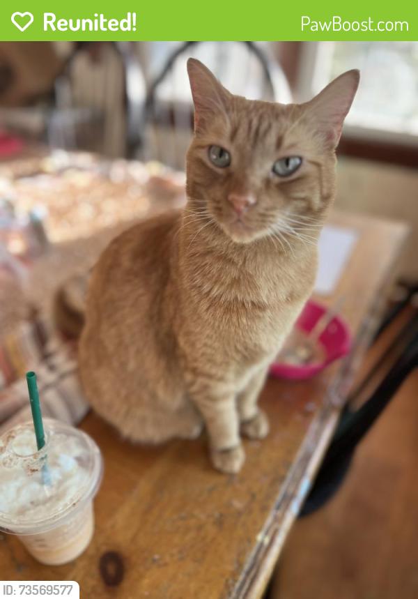 Reunited Male Cat last seen Near Capri Cove entrance, behind Sylvan Lake Reserve, Sanford, FL 32771