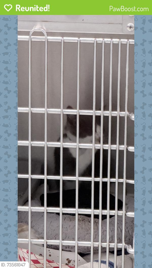 Reunited Male Cat last seen Elinor place, Yonkers, NY 10705