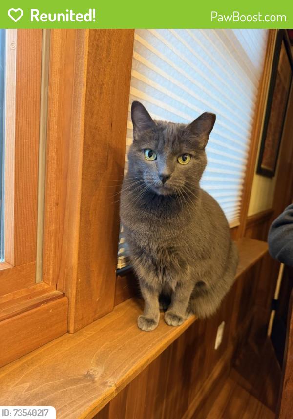 Reunited Female Cat last seen Near Cushing St, Cambridge, MA 02138, USA, Cambridge, MA 02138
