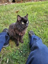 Reunited Unknown Cat last seen Near Leopard Way, Knoxville, TN 37918, USA, Knoxville, TN 37918