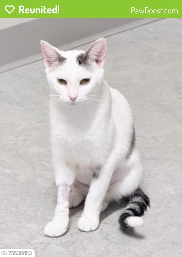 Reunited Female Cat last seen Firehouse, Dandridge, TN 37725