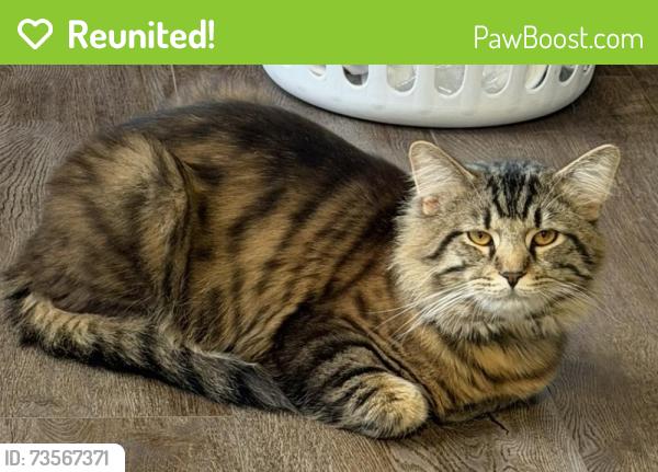 Reunited Male Cat last seen Near Thixton Ln, Louisville, KY, Louisville, KY 40229