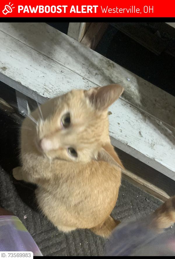 Lost Male Cat last seen big wallnut rd, Westerville, OH 43082
