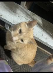 Lost Male Cat last seen big wallnut rd, Westerville, OH 43082