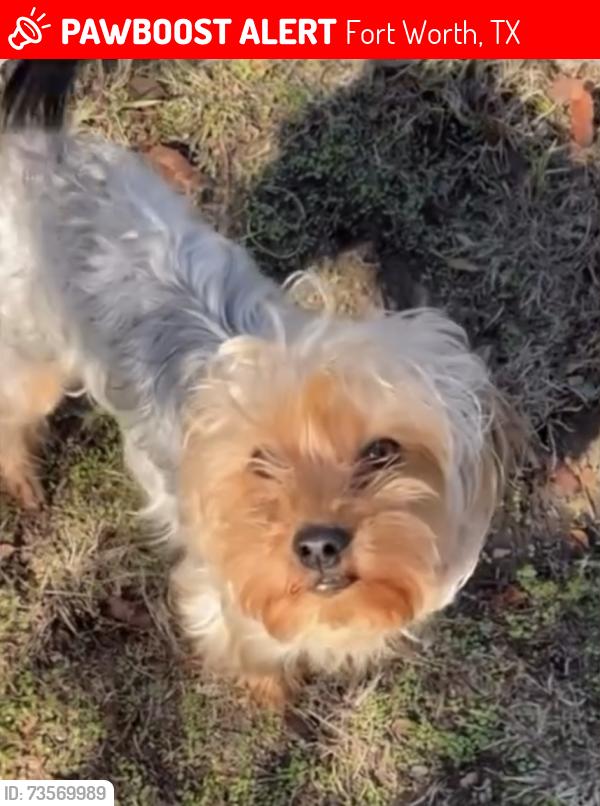 Lost Male Dog last seen jasper and decatur, Fort Worth, TX 76106