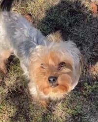 Lost Male Dog last seen jasper and decatur, Fort Worth, TX 76106