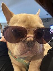Reunited Female Dog last seen Shaw, Rogers, TX 76569