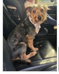 Lost Male Dog last seen Close to Tejas gas station off w little york, Houston, TX 77040