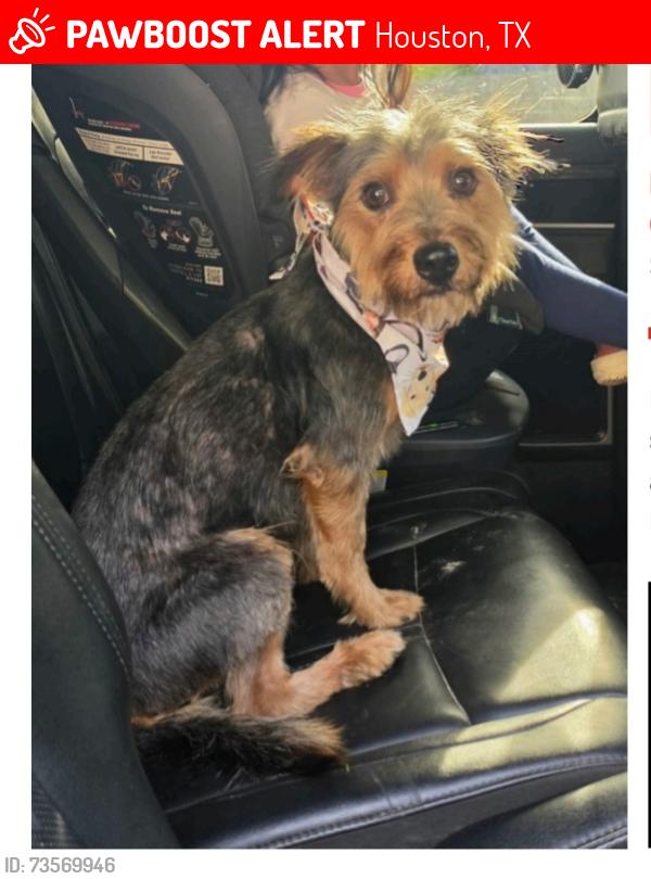 Lost Male Dog last seen Close to Tejas gas station off w little york, Houston, TX 77040