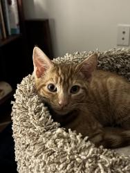 Lost Male Cat last seen Anderson Avenue, Fort Lee, NJ 07010