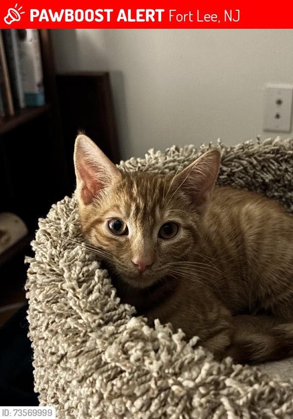 Lost Male Cat last seen Anderson Avenue, Fort Lee, NJ 07010