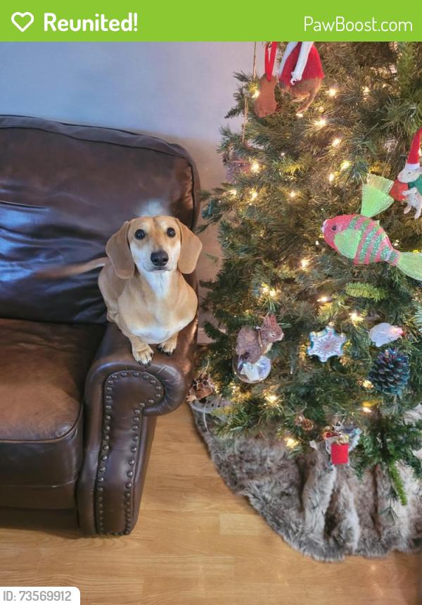 Reunited Male Dog last seen Hanley street and jewel avenue, Deltona, FL 32738