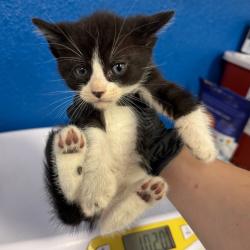 Shelter Stray Male Cat last seen , 244 Georgetown Rd, Jacksonville, NC 28540, USA