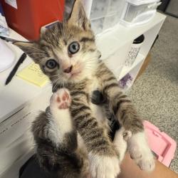 Shelter Stray Male Cat last seen , 244 Georgetown Rd, Jacksonville, NC 28540, USA