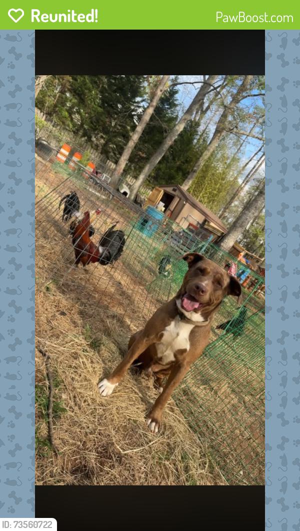 Reunited Male Dog last seen Highway 25, Pelzer, SC 29669