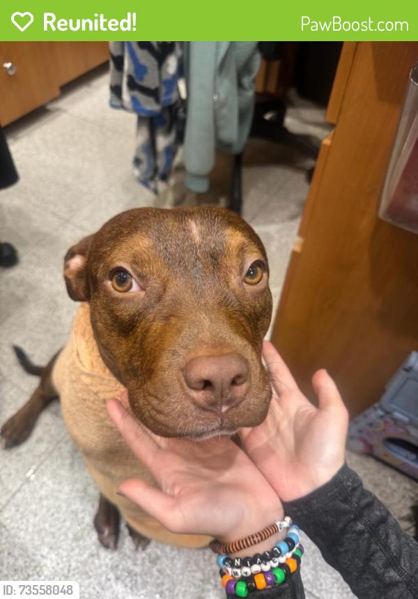 Reunited Male Dog last seen Wamart Dennys, Leesburg, FL 34748