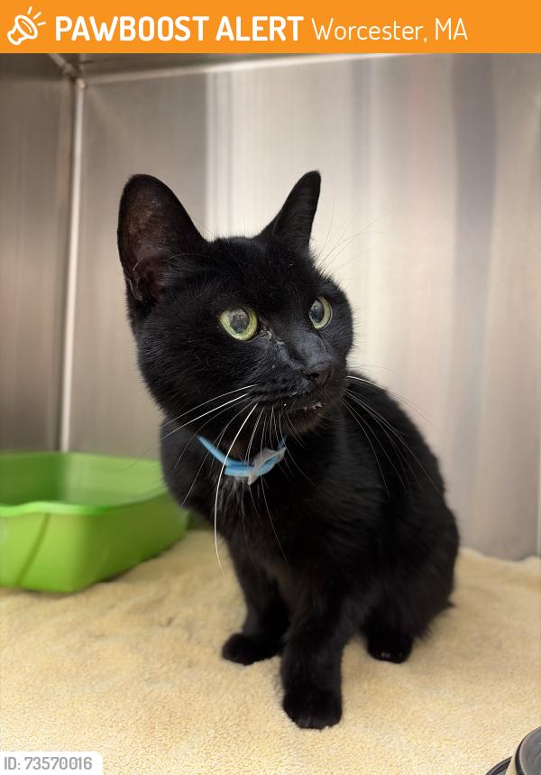 Found/Stray Female Cat last seen Newbury Street, Worcester, MA 01609