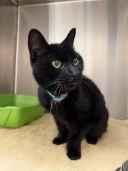 Found/Stray Female Cat last seen Newbury Street, Worcester, MA 01609