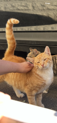 Lost Male Cat last seen Vanhouten ave, clifton ave, Clifton, NJ 07013