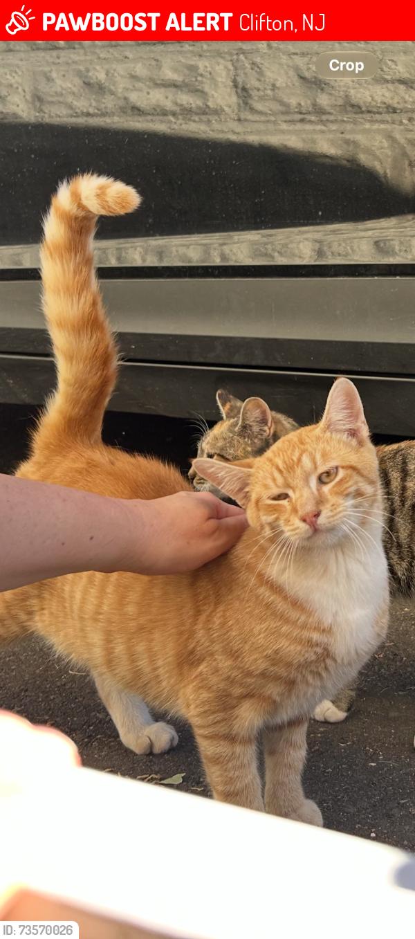 Lost Male Cat last seen Vanhouten ave, clifton ave, Clifton, NJ 07013