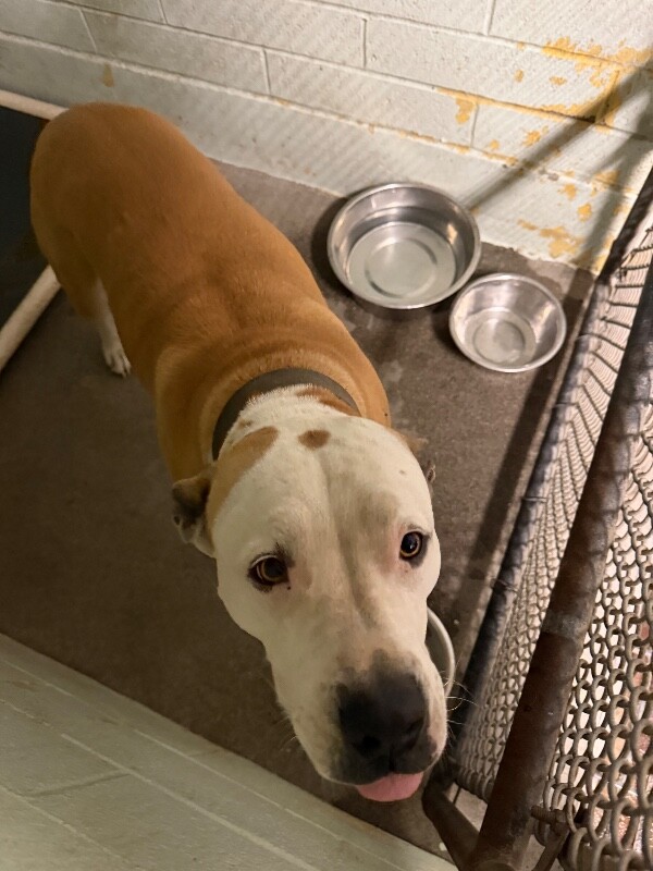 Shelter Stray Female Dog last seen Near De La Vega Ct, Stockton, CA 95206, USA, 1575 S Lincoln St, Stockton, CA 95206, USA